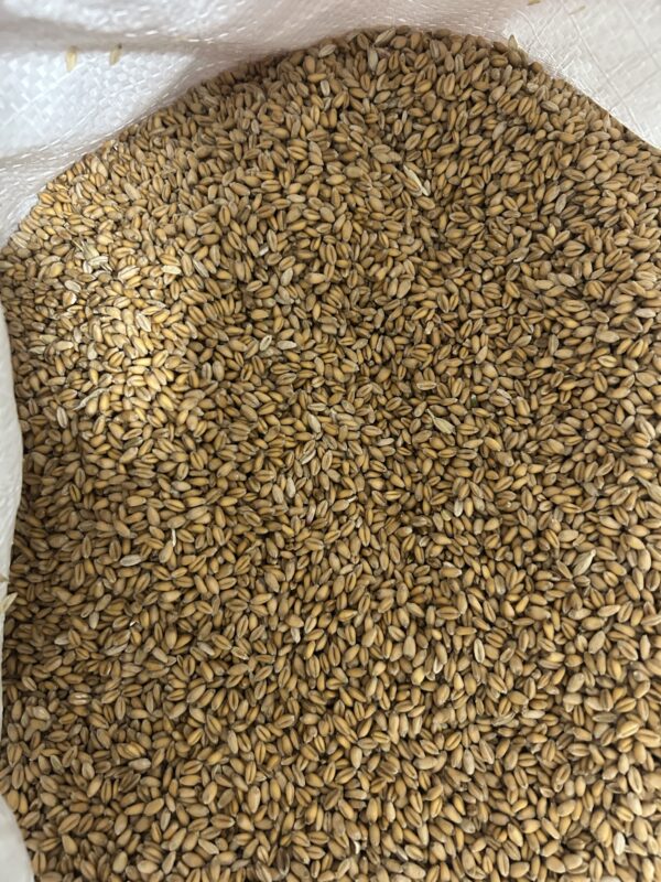 Cleaned Wheat