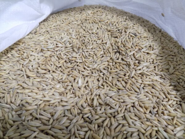 Cleaned Non Certified Seed Oats