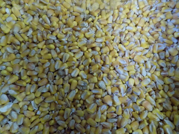 Whole Corn